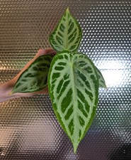 Anthurium warocqueanum x