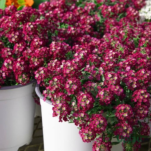 Alyssum wonderland deep rose - alyssum,