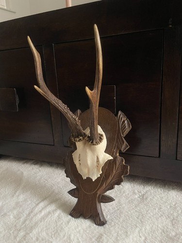 European roe deer skull - european,