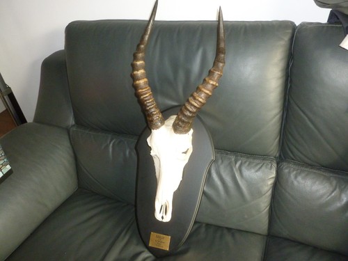 Blesbuck horns and skull - horns, on