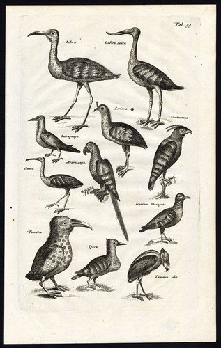Antique print crested - antique, print-crested