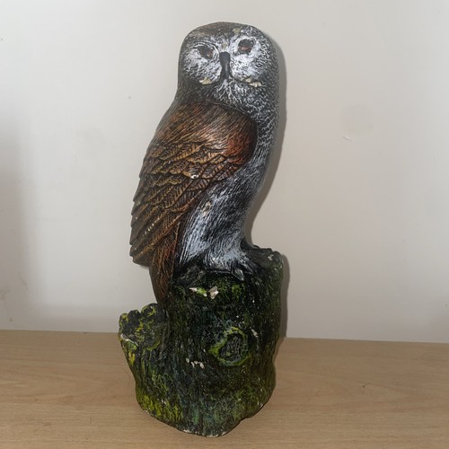 Barn owl real life - owl, by