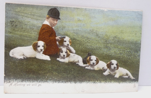 Clumber spaniel puppies - clumber, boy