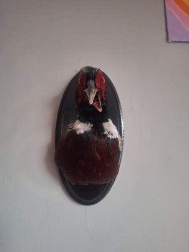 Taxidermy comedy pheasant - taxidermy,