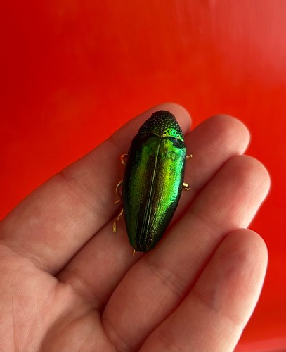 Antique victorian beetle - antique,