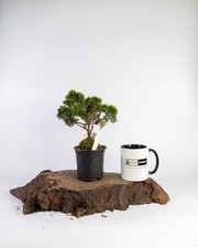 Hinoki Cypress Bonsai Tree