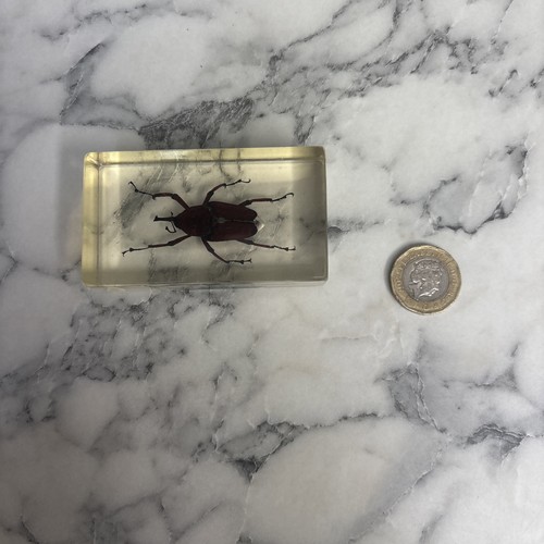 National geographic bugs - geographic,