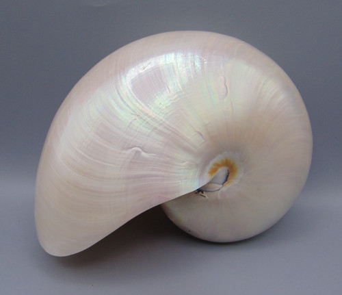 Beautiful large pearlized - beautiful,