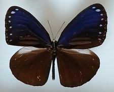 Euploea Butterfly Species Set