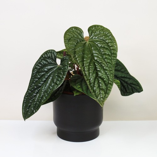 Anthurium luxurians - , x