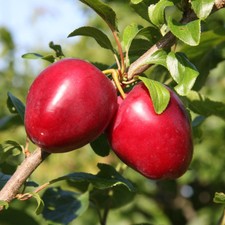 Plum 'Mirabelle de Nancy' 5L