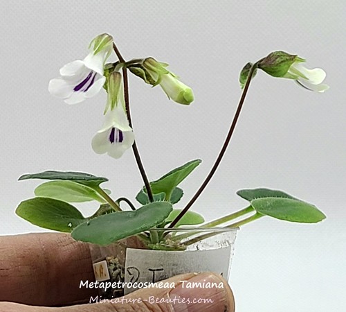 Metapetrocosmea tamiana - metapetrocosmea,