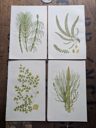 Antique botanical bookplate - antique,
