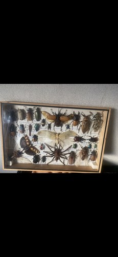 Taxerdermy bugs from - taxerdermy, thailand