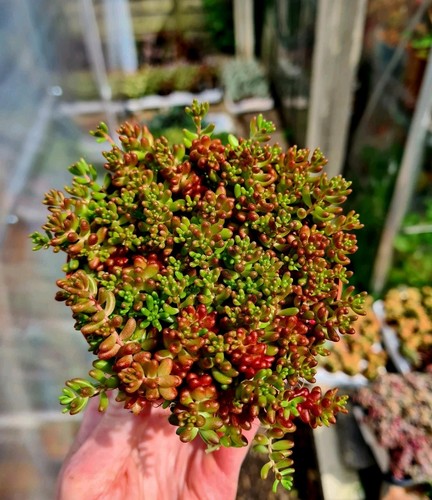 Sedum album murale alpine - sedum,