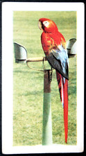 SCARLET MACAW  Pet Cage Bird  Vintage 1960 Colour Photo Card  EE15M