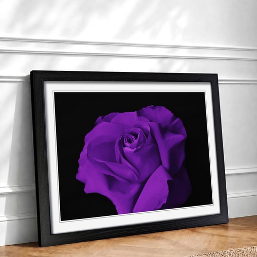 Flower purple rose framed wall - rose,