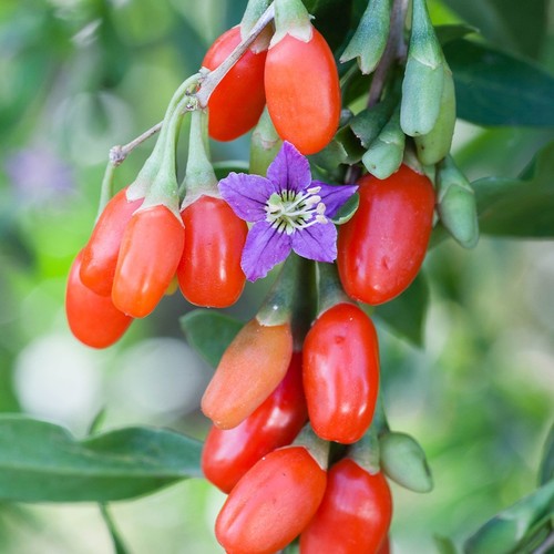 Goji berry plants pack - plants., of
