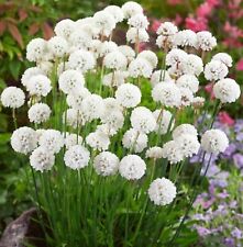 Armeria Plug Plants Garden White Flowers Evergreen Hardy Sea Thrift, Pack of 3