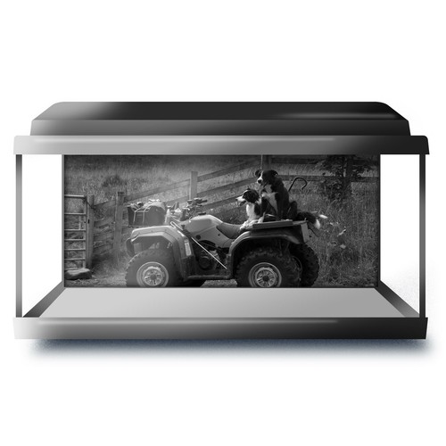 Fish tank background 90x45cm - fish,