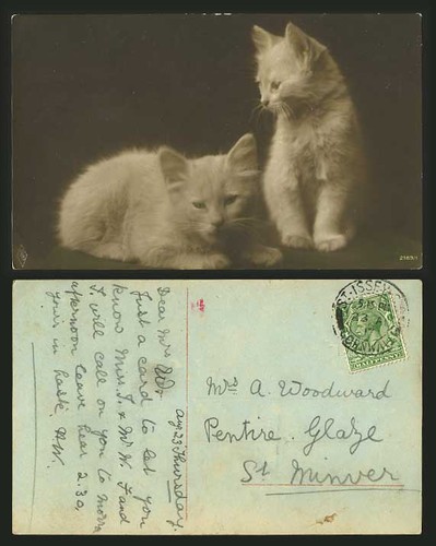 Beautiful cats kittens 1917 - beautiful,