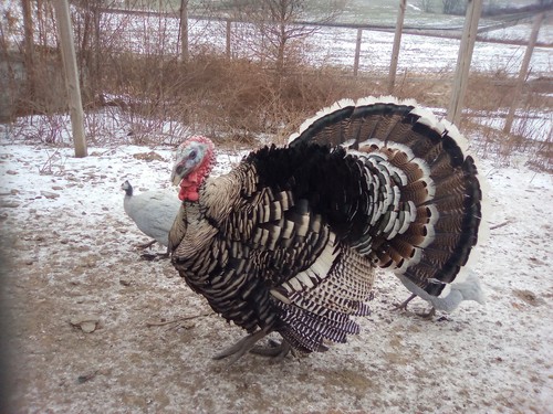 Narragansett turkey hatching - 6,