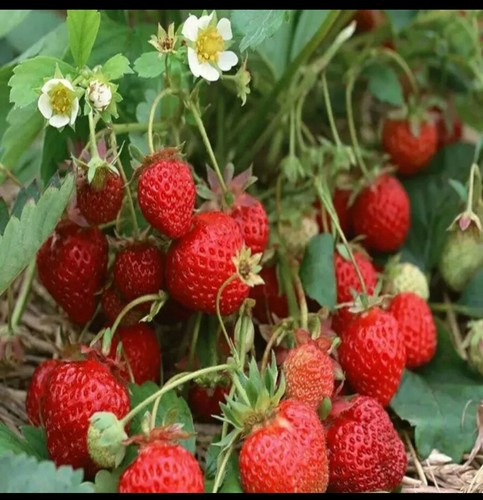 100 large red strawberry - ,