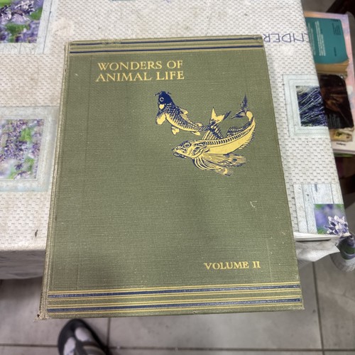 Wonders animal life - of,