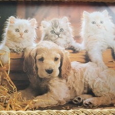 Vintage Dog Puppy Kittens Cocker Spaniel cane service tea tray 1970s photo print