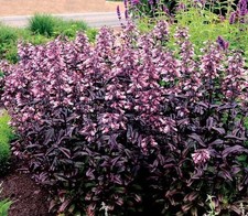 Penstemon 'Dakota Burgundy' Perennial LARGE Plug Plants Pack x3 
