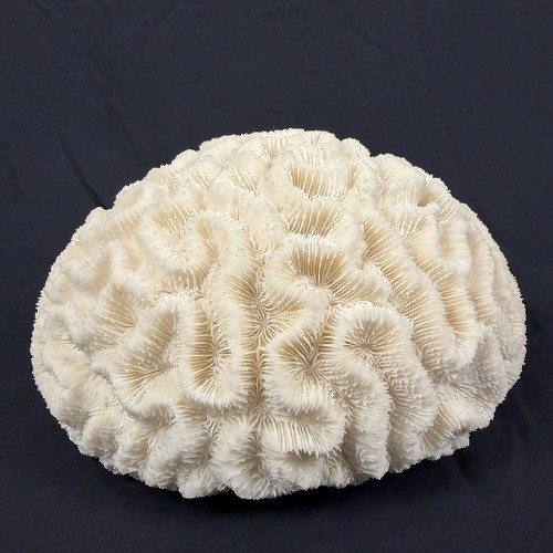 Large natural brain - large, coral