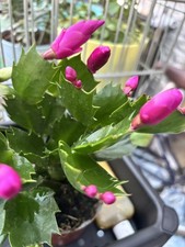 Christmas Cactus cutting #2