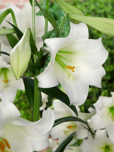 Lilles white present - 3, bulbs