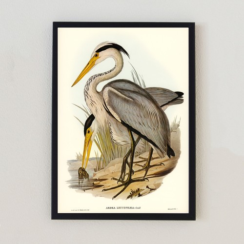 Heron vintage bird - heron,
