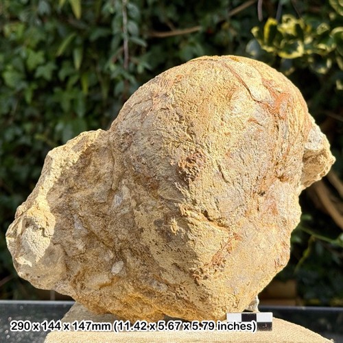 Cenoceras fossil nautilus - ,