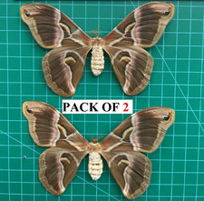 2 Real Silk Moth Spread