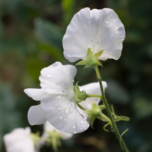 Sweet pea royal - sweet,