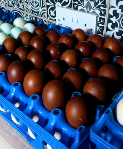 Pure black copper marans - copper,