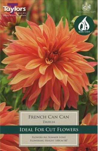 Dahlia bulb tuber - dahlia, 'french