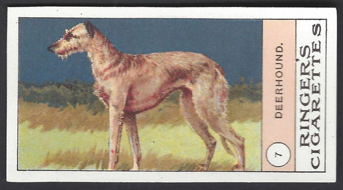 Edwards ringer bigg dogs - bigg,