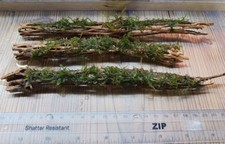 X1 Weeping Moss On Colla Wood- Bogwood - Live aquarium plant coldwater tropical