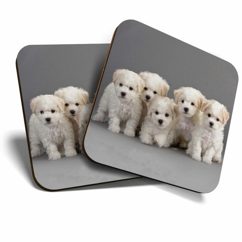 Coasters white bichon - coasters,