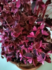 Oxalis Plum Crazy Mini