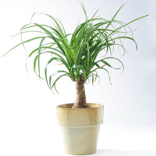 Ponytail palm beaucarnea - ponytail,