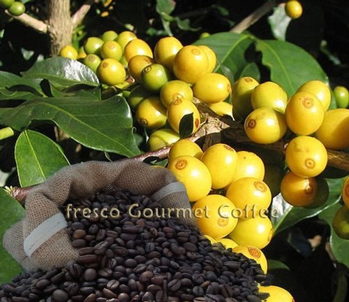 Yellow bourbon coffee beans - yellow,