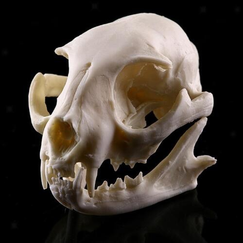 Realistic cat skull replica - skull,