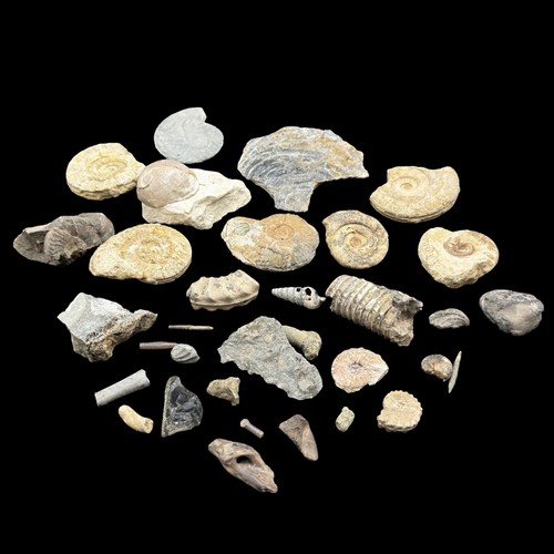 1kg british fossil mix - 1kg, 33
