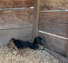 NPIP AI/PT Clean farm 8 ++