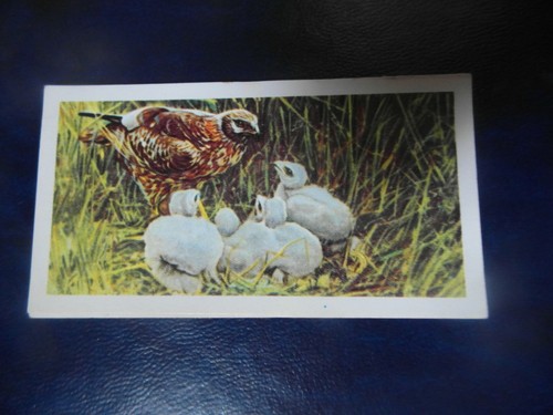Brooke bond british birds - bond, birds"