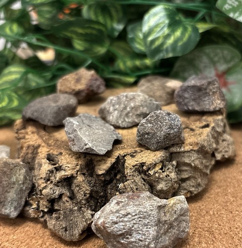 Fossil dinosaur bone - x,